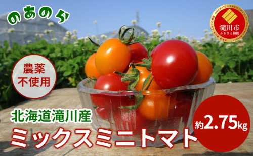 【栽培期間中 農薬不使用 】 北海道 滝川市 産 ミックス ミニトマト 約2.75kg トマト 野菜 やさい みにとまと 983228 - 北海道滝川市