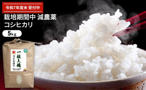 令和7年産 栽培期間中減農薬 コシヒカリ 5kg お米 精米 白米 玄米 ブランド米 銘柄米 ご飯 おにぎり お弁当 和食 産地直送 粘り 香り 旨み つや 983235 - 福井県若狭町