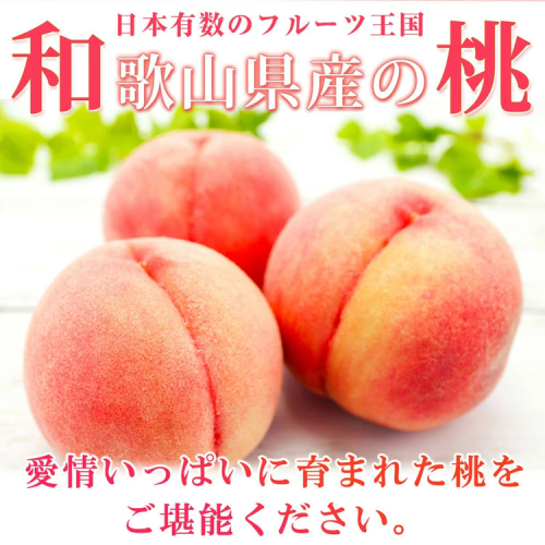 紀州和歌山産の桃 15玉 化粧箱入◇ ※2025年6月下旬～8月上旬頃に順次発送予定 983946 - 和歌山県美浜町