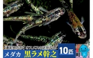 めだか 黒ラメ幹之10匹 メダカ 生体 観賞用 魚 ペット 観賞魚