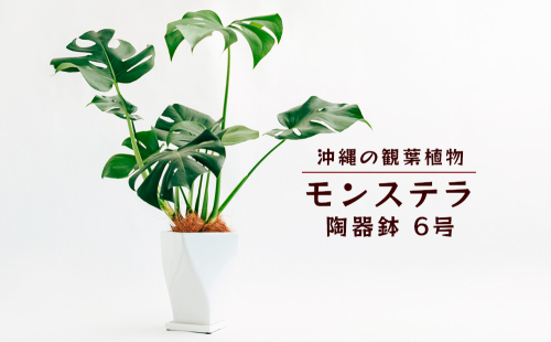 沖縄の観葉植物　観葉植物　モンステラ陶器鉢植え　6号　角鉢　観葉植物　モンステラ　インテリア　鉢付き　おしゃれ　インテリアグリーン　緑のある暮らし　ハウスプラント　沖縄　うるま市　６号
 984282 - 沖縄県うるま市