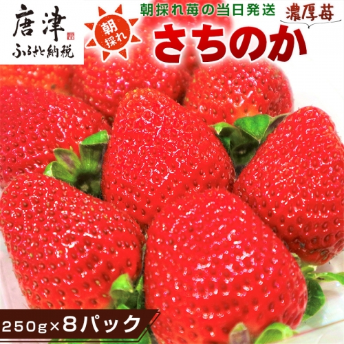 濃厚苺 さちのか 250g×8パック(合計2kg) 濃厚いちご 苺 イチゴ 果物 フルーツ ビタミン 984660 - 佐賀県唐津市