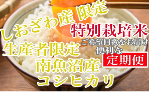 【定期便4kg×6ヶ月】特別栽培 しおざわ産限定 生産者限定 南魚沼産コシヒカリ 984945 - 新潟県南魚沼市