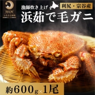 浜茹で毛ガニ約600g×1尾  [2024年2月出荷開始先行受付］カニ 毛ガニ  茹で蟹 魚介類