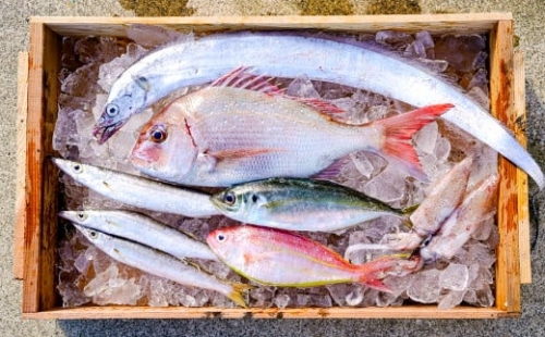 669.漁師の鮮魚箱（約2kg）(A669-1) 985659 - 和歌山県有田市