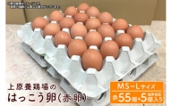 上原養鶏場のはっこう卵(赤卵）MS~Lサイズ 55個+破卵保障5個
