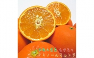 わけあり セミノール オレンジ 5kg【農家直送】【先行予約・2025年4月上旬～4月下旬発送】【和歌山県産】【訳あり】