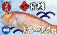 赤 甘鯛 1.3～1.5kg 冷蔵 高級 魚 鮮魚 アカ アマダイ 鯛 下処理 済み 新鮮 下関 唐戸市場 直送