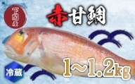 赤 甘鯛 1～1.2kg 冷蔵 高級 魚 鮮魚 アカ アマダイ 鯛 下処理 済み 新鮮 下関 唐戸市場 直送