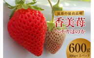 【期間限定】【夏イチゴの最高級品種 ペチカほのか 300g（12～24粒）2パック】7月～11月まで順次発送 香美町で育てた 香美苺 いちご イチゴ 人気 おすすめ ふるさと納税 返礼品 兵庫県 香美町 村岡 ユースランド 23000円 18-06