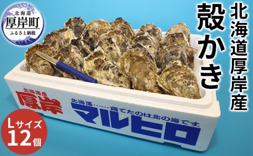 厚岸産 殻かき L12個セット 北海道 牡蠣 カキ かき  生牡蠣 殻付 987473 - 北海道厚岸町