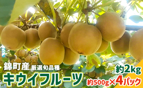 キウイ 先行予約 錦町産 旬のキウイフルーツ 約2kg 約500g×4パック 果物 国産 紅美人 酸味が少ない アップルキウイ 甘い 東京ゴールド ほどよい酸味  991048 - 熊本県錦町