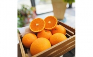 厳選 清見オレンジ 5kg【農家直送】【和歌山県産】【先行予約・2025年2月下旬～3月下旬発送】
