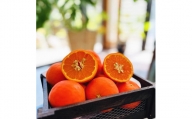 わけあり セミノールオレンジ 7.5kg【農家直送】【和歌山県産】【訳あり】【先行予約・2025年4月上旬～4月下旬発送】
