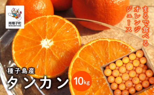 《 先行予約 【2026年2月中旬〜3月中旬頃順次発送】種子島産タンカン約10kg（約65玉）