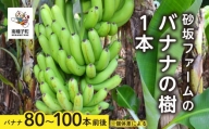 砂坂ファームのバナナの樹1本（８０本~１００本：個体差により異なります）