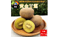 キウイ フルーツ 黄金甘露 約1.9kg （16玉） 希少な早生品種 甘くてジューシー フルーツ 果物 山口 阿武町産 デザート 【 数量限定 】2025年9月20日頃～10月20日頃発送予定