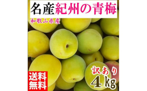 青梅 4kg 紀州南高梅 シロップ・梅酒・梅干し用等 和歌山県有田産 訳あり　2026年5月下旬～7月上旬発送予定 992226 - 和歌山県有田川町