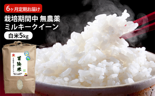 米 定期便 6ヶ月 栽培期間中 無農薬 ミルキークイーン 5kg 白米 精米 こめコメ 福井県認証特別栽培米 化学肥料化学合成農薬不使用 ブランド米 ご飯 ミルキークィーン 6回 半年 お楽しみ 福井 福井県 若狭町 996374 - 福井県若狭町