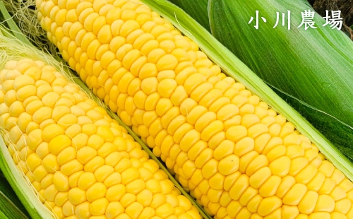 北海道千歳産【Lサイズ以上】朝採りとうもろこし（ゴールドラッシュ）8本 5kg以内 au PAY ふるさと納税