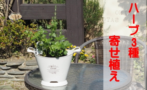 ハーブ 寄植え 摘み取って使う 新鮮 ハーブ 3種の寄せ植え プラ鉢 ホワイト 999712 - 福岡県朝倉市