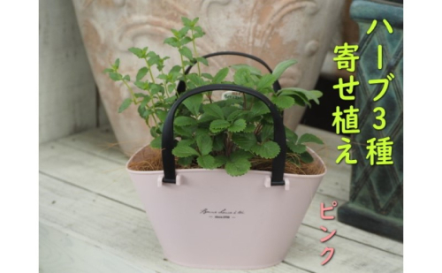ハーブ 寄植え 摘み取って使う 新鮮 ハーブ 3種の寄せ植え プラ鉢 ピンク 苗木 庭 玄関先 ベランダ 植物 インテリア グリーンアイテム ハーブの寄せ植え おしゃれ 育てやすい  999713 - 福岡県朝倉市