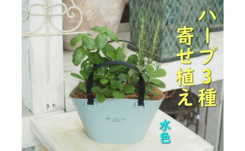 ハーブ 寄植え 摘み取って使う 新鮮 ハーブ 3種の寄せ植え プラ鉢 水色 苗木 庭 玄関先 ベランダ 植物 インテリア グリーンアイテム ハーブの寄せ植え おしゃれ 育てやすい  999714 - 福岡県朝倉市