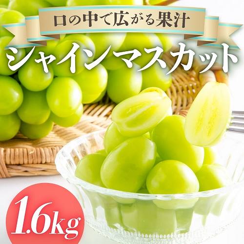 佐賀県上峰町
 《数量限定》先行予約 シャインマスカット 2〜3房 1.6kg 九州産