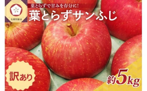 青森県五所川原市
 【選べる配送時期】【訳あり】〈糖度13度以上〉青森県産葉とらずサンふじりんご約5kg 光センサー選果